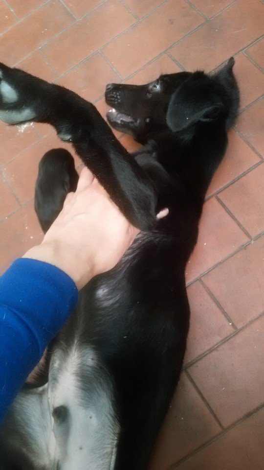CarliitahCai's tweet photo. Machito encontrado hoy en lanus corriendo por una avenida,transito o adopcion urgente no lo podemos tener.DIFUNDIR https://t.co/02LYRphxFF