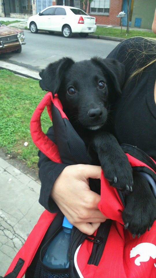 CarliitahCai's tweet photo. Machito encontrado hoy en lanus corriendo por una avenida,transito o adopcion urgente no lo podemos tener.DIFUNDIR https://t.co/02LYRphxFF