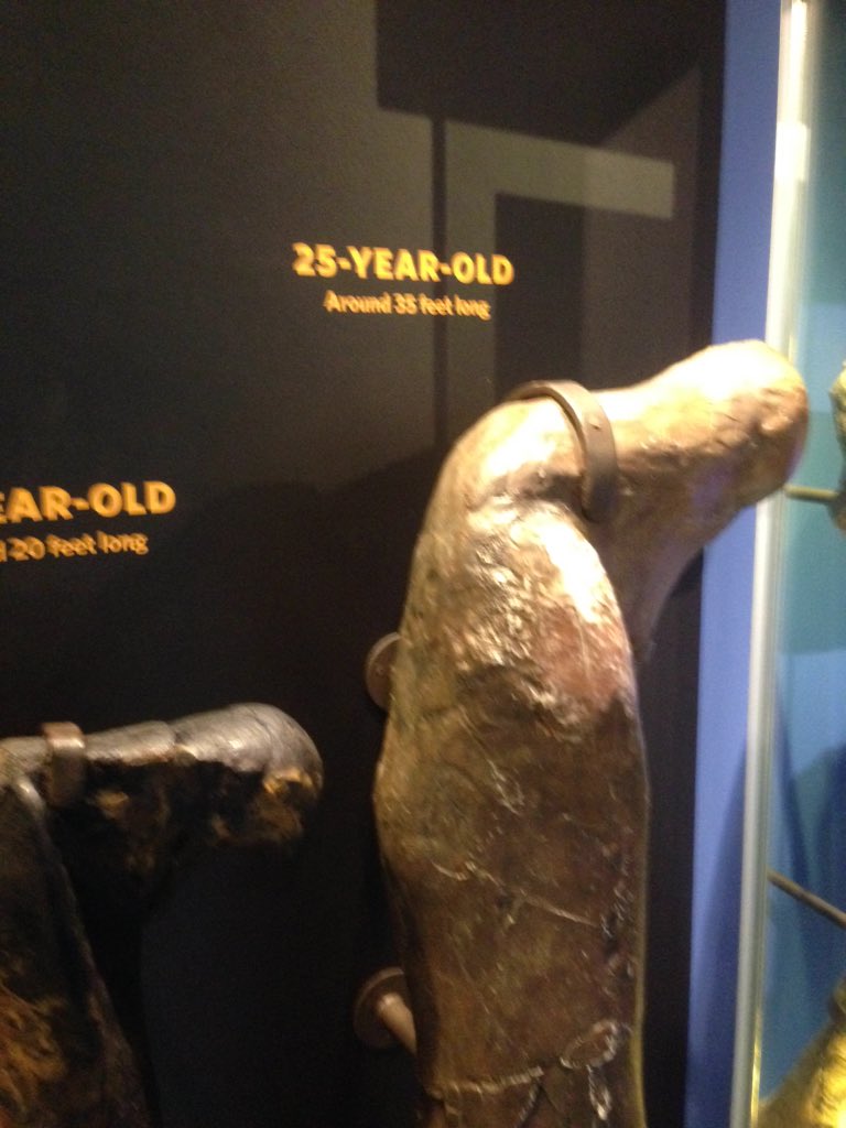 TweetOutsideDog's tweet photo. Wait so you're telling me this thing was around twenty five years ago??!? #ODhighcation2015 https://t.co/5wE4fbzOuP