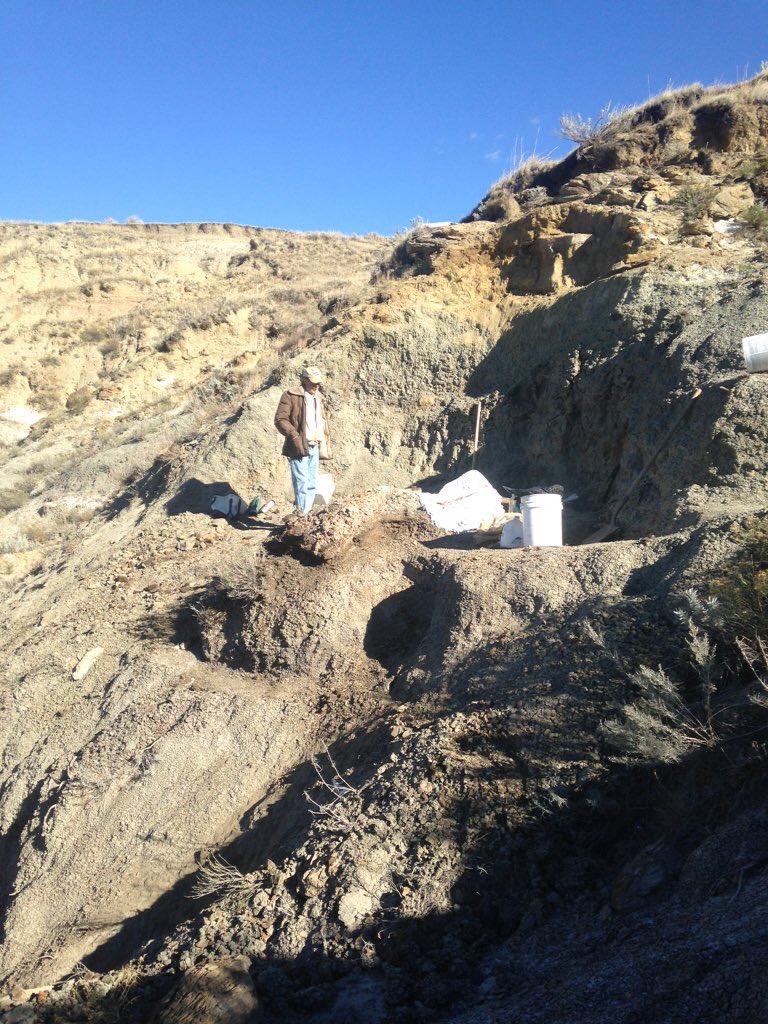 Out in the field today looking at a very interesting Ceratposian skeleton.