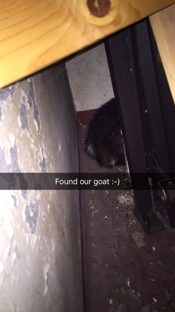 nanny_thegoat's tweet photo. Don't worry everyone, I was just sleeping in the shed hehe https://t.co/brcRwus3tI