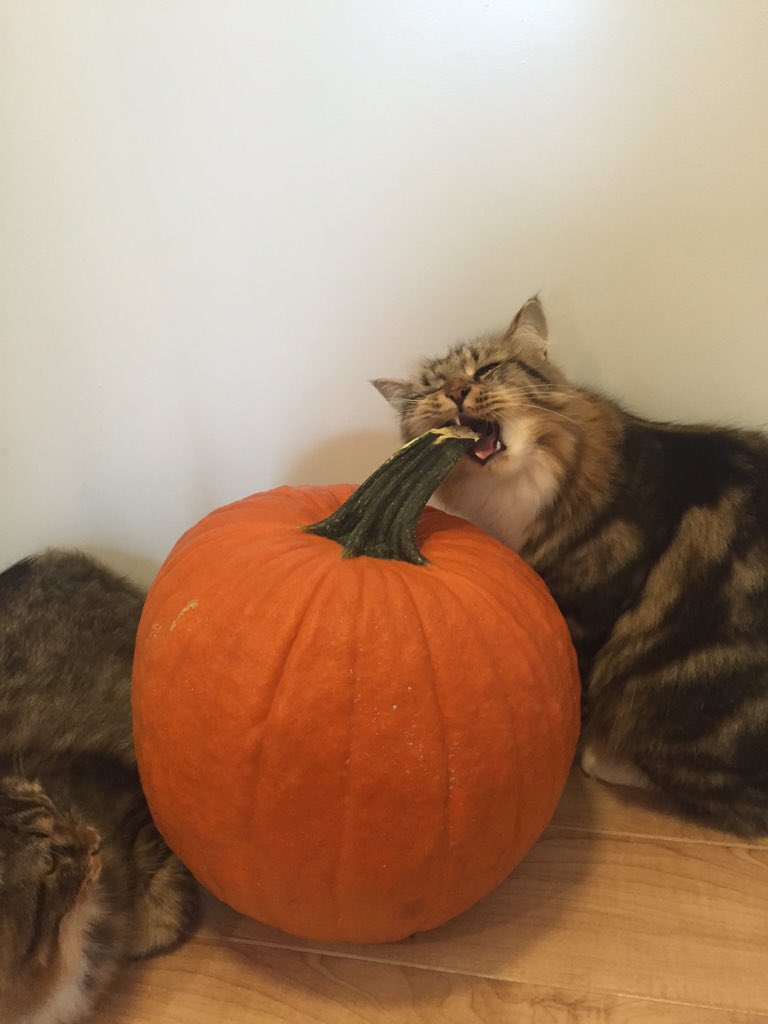pushkinandpavla's tweet photo. Pavla learns about Halloween. #catsofinstagram https://t.co/a5jYQpkIih