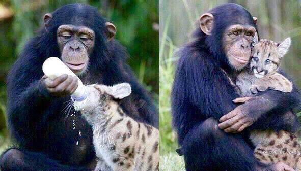 isaacBIOvega's tweet photo. Many humans should learn from the affection of some animals 😻❤️ Deberíamos aprender del cariño de algunos animales 😺 https://t.co/hHd0uTruHY