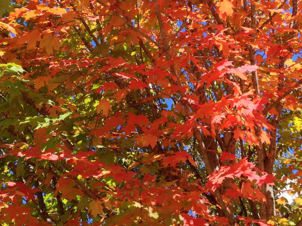 🍁🍂🍃So long, #October! Thanks for the magical colors! #Fall #photography