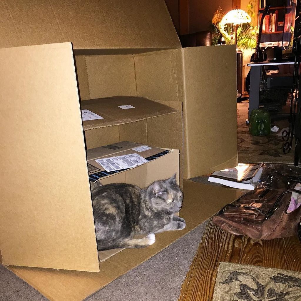 summerbukeavich's tweet photo. Cat in a box in a box in a box. #cats #catinabox #communitycat #nestedboxes #caturday #cat… https://t.co/36nhfFIi4i https://t.co/GCBwxXc6r7
