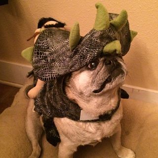 Joy_PhotoCam's tweet photo. My spirit animal. Happy (early) Halloween!!
#halloween #pugasaurus #spike #pug https://t.co/RRO5AgtMDN https://t.co/WwqnaDxHcr