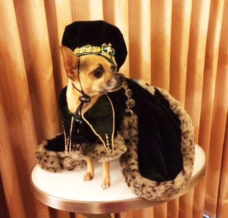 Do you dress your #chihuahua? Do it in #style with Belle Diva Couture #doggycouture.  #velvetcoat #jewels