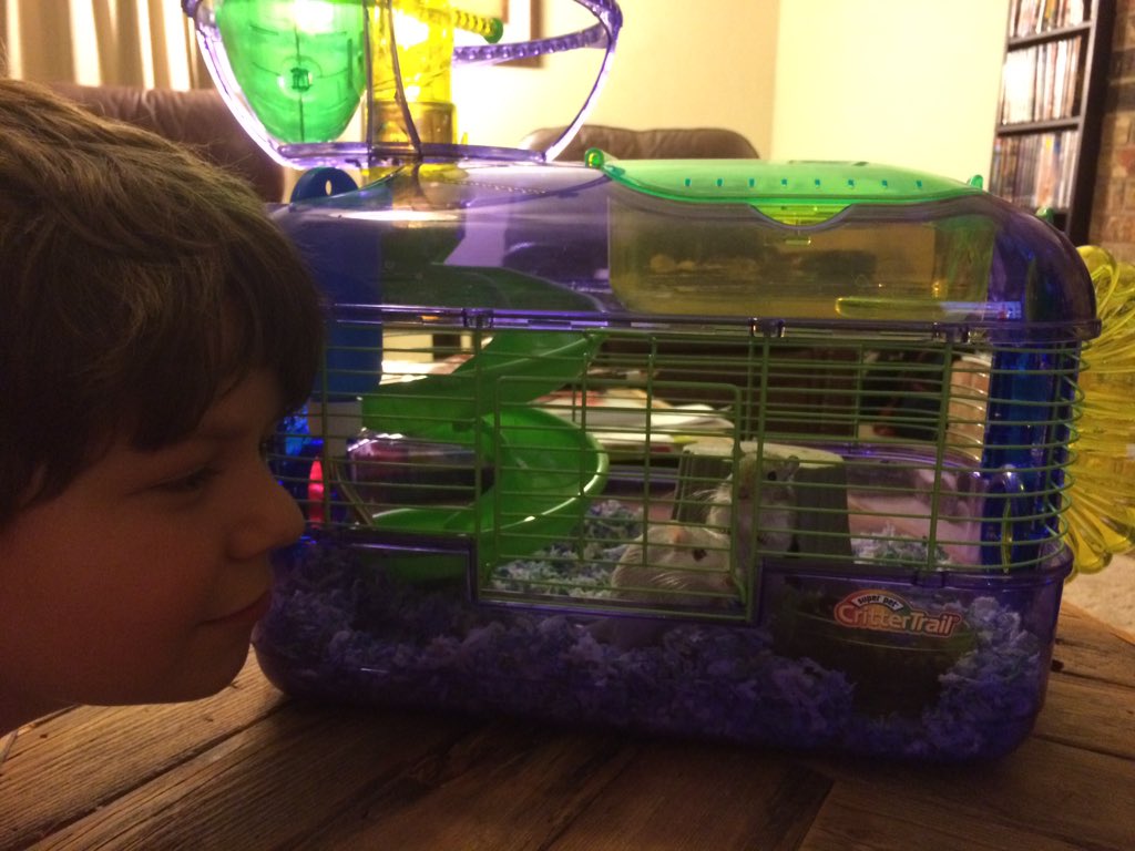 wclibraryazle's tweet photo. Our new library friends are here! Can't wait to introduce them to the kids! @WalnutCreekAISD #librarypets #gerbils https://t.co/NOjnm4hsWJ