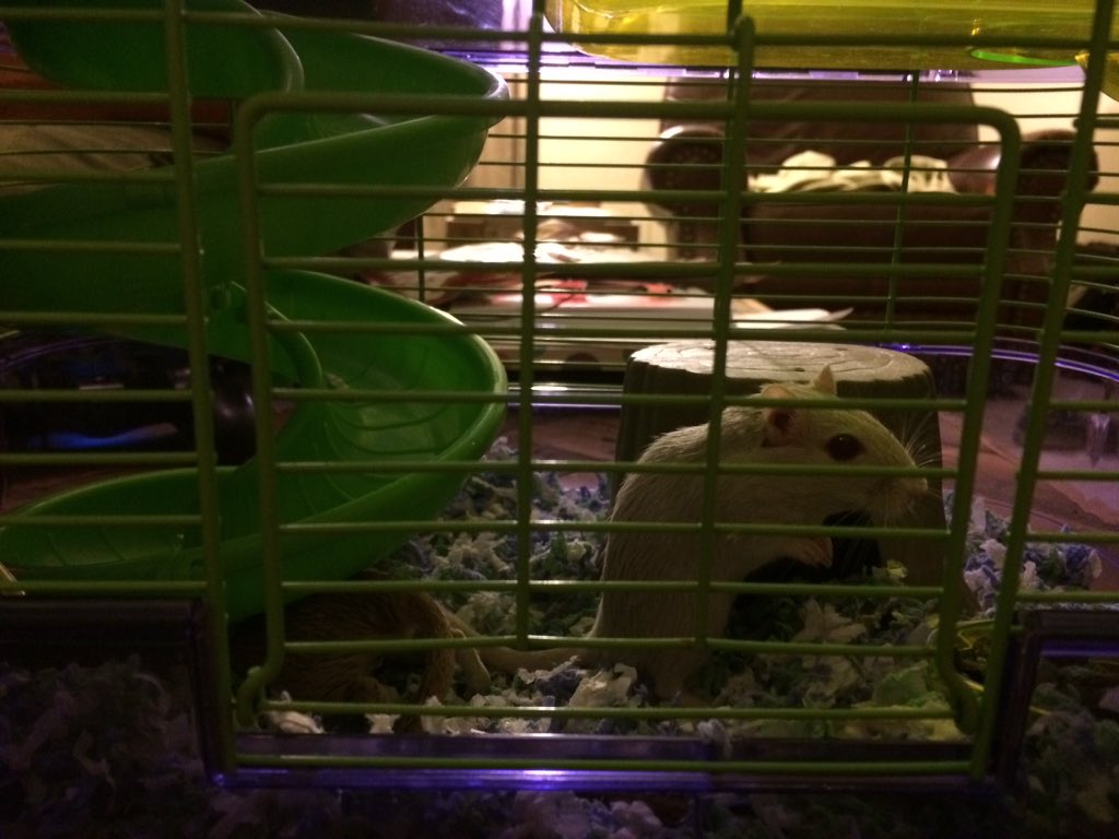 wclibraryazle's tweet photo. Our new library friends are here! Can't wait to introduce them to the kids! @WalnutCreekAISD #librarypets #gerbils https://t.co/NOjnm4hsWJ