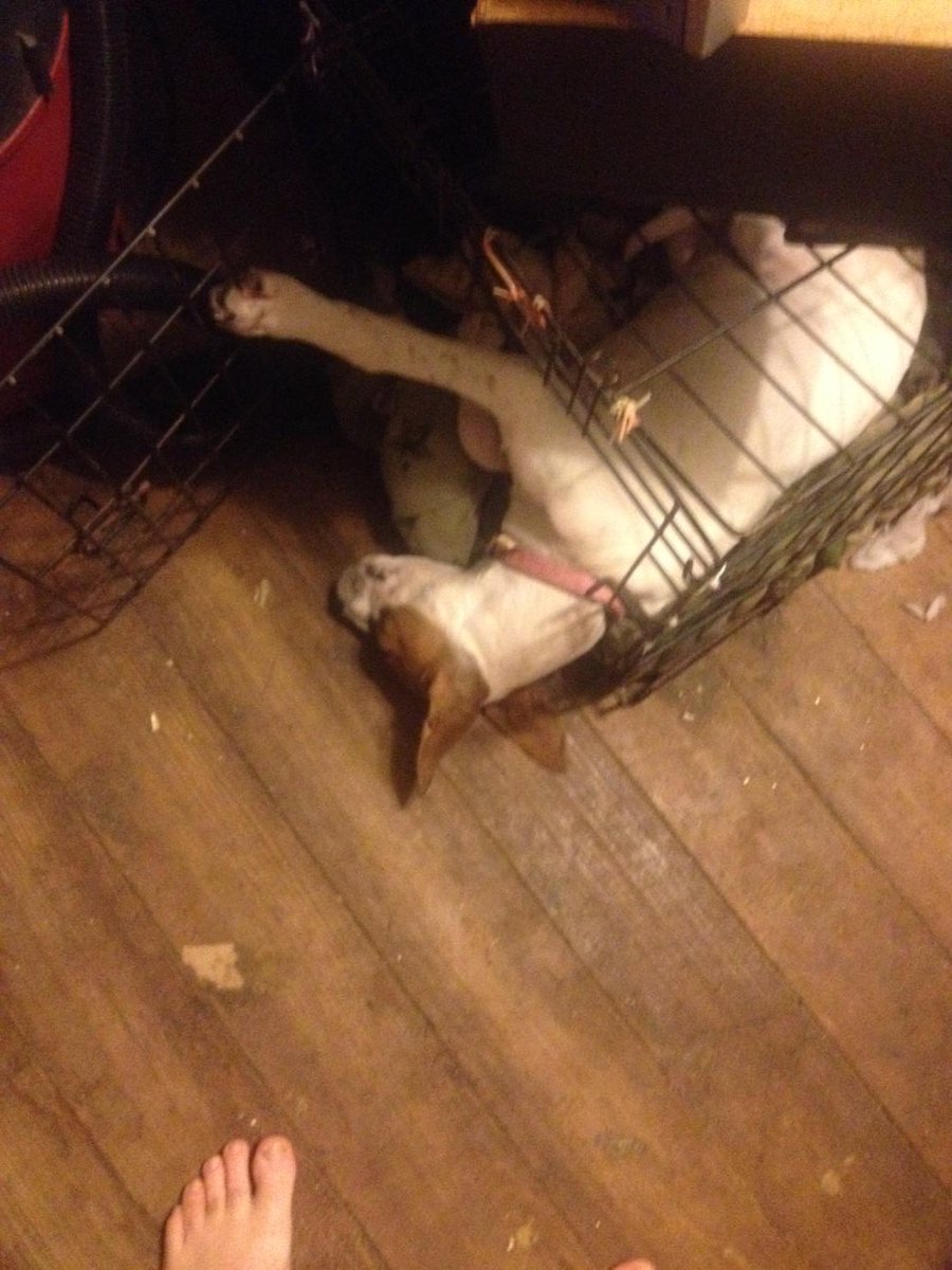 Delbert48's tweet photo. Check this dog out https://t.co/pXBNQ3bMsj