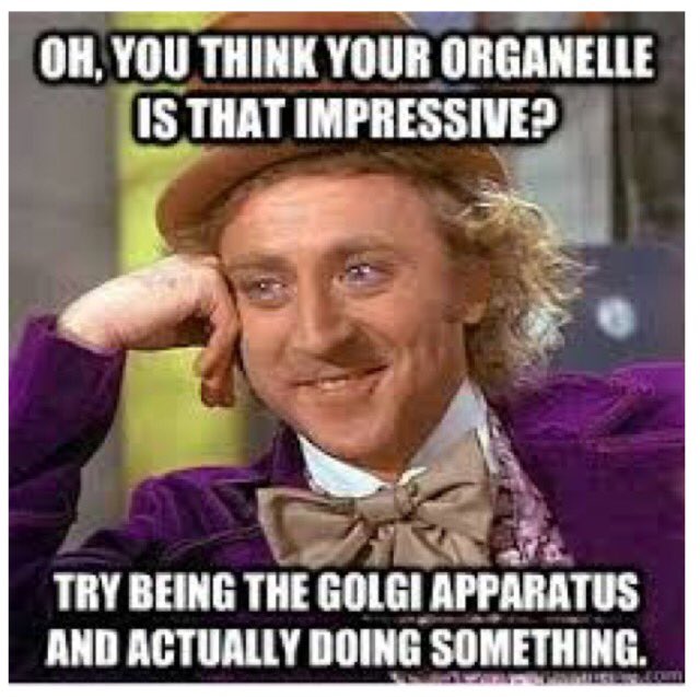 jollygolgibody's tweet image. That's right #proteinpackaging #wedowork💪🏻💪🏻 @BatemanAPBio #organellewars