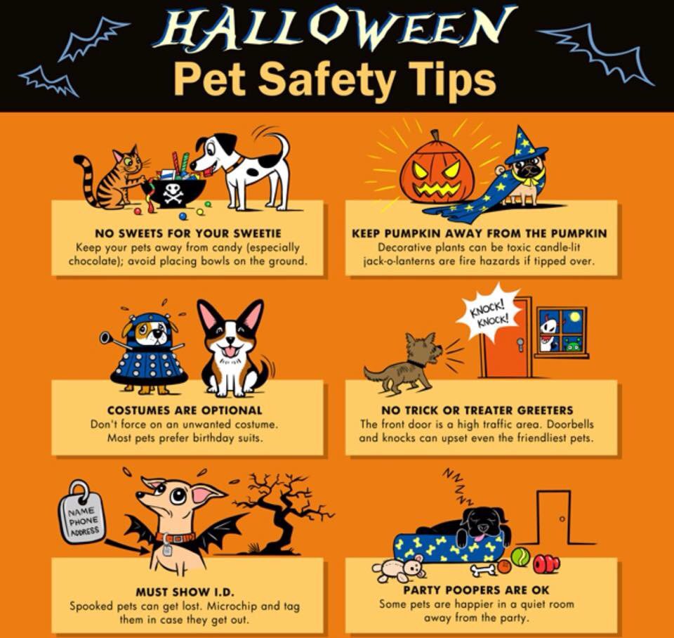 rigbythebeagle's tweet photo. Remember to have a safe Halloween! 🎃👻 https://t.co/G6GYot956M