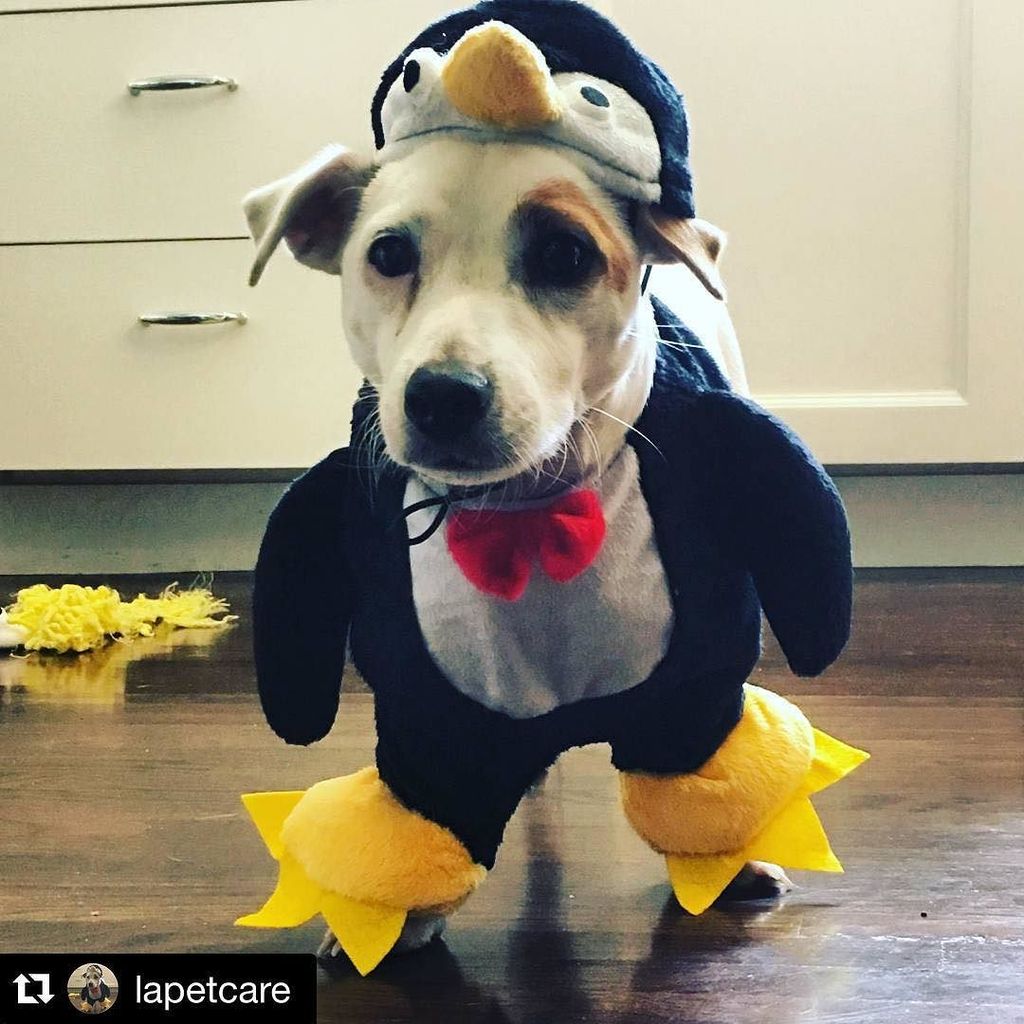 jackrussellfans's tweet photo. by @lapetcare
#Halloween #costume #preview from #superarchie I am not sure he is happy abโฆ https://t.co/cysaN3uNEn https://t.co/VGjTNpcDmV