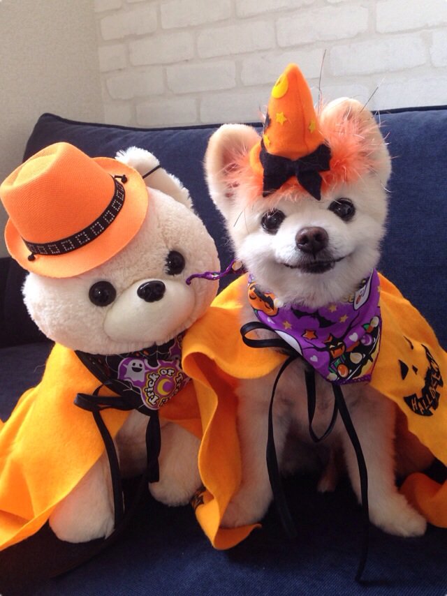 keep0109's tweet photo. #wanko Happy Halloween ！ https://t.co/Eqyv1MpG82