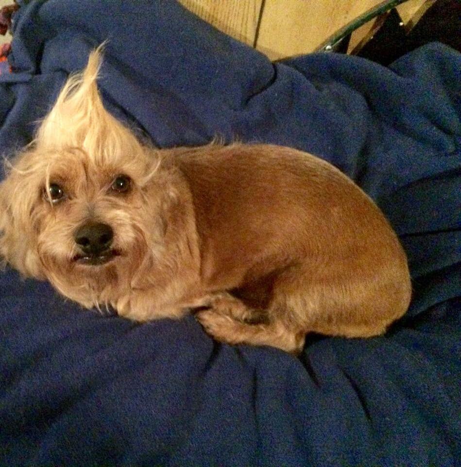 TexasStarRescue's tweet photo. Adopt Midget @PetSmart @newsjournal @PetSmartChariTs @geniacapps #tsr2015 #adoptdontshop #rescued https://t.co/Kk7sMTCEs8