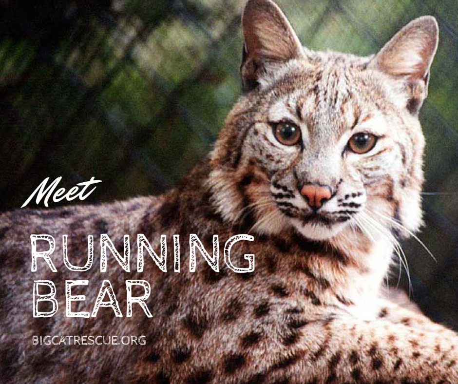 Meet Running Bear - bit.ly/1M8Mhf8