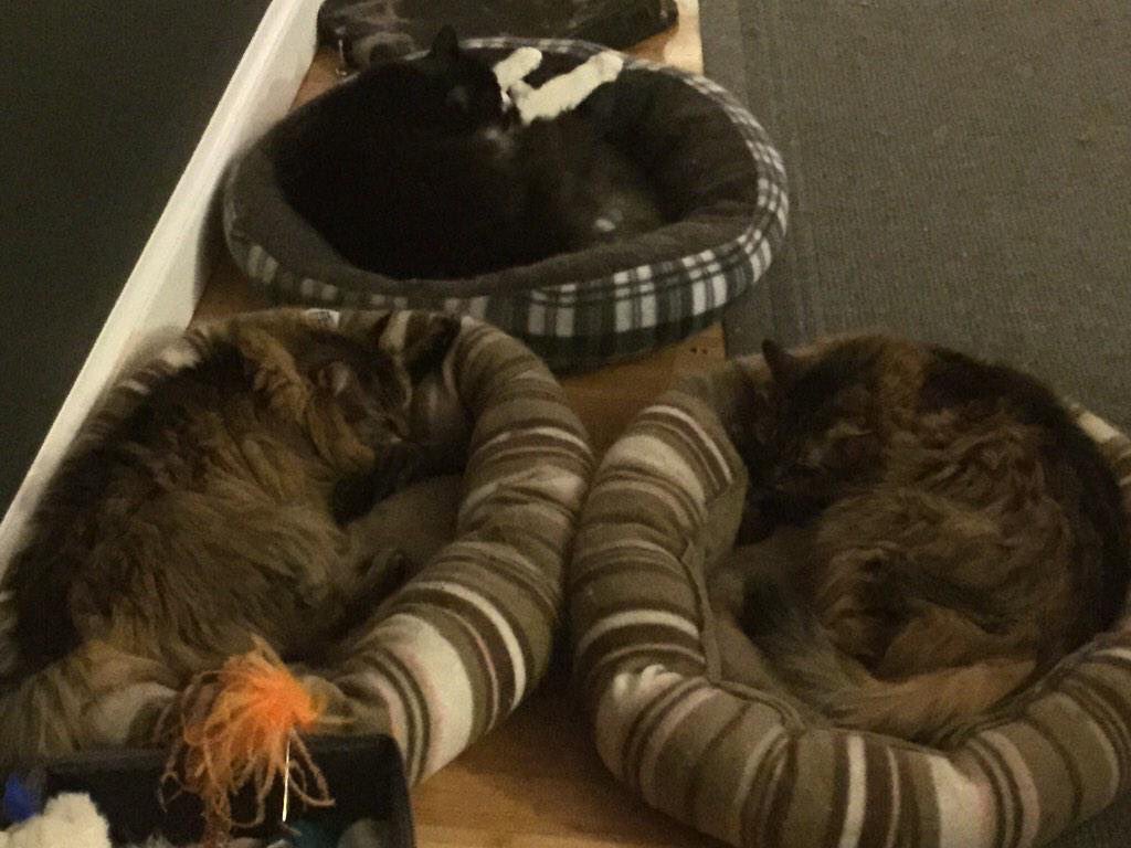 Moosie_cat's tweet photo. @BitchestheCat    I'm Moosie and this is my crew.  Would love to be part of your Secret Service detail. https://t.co/krgFE6iQLB