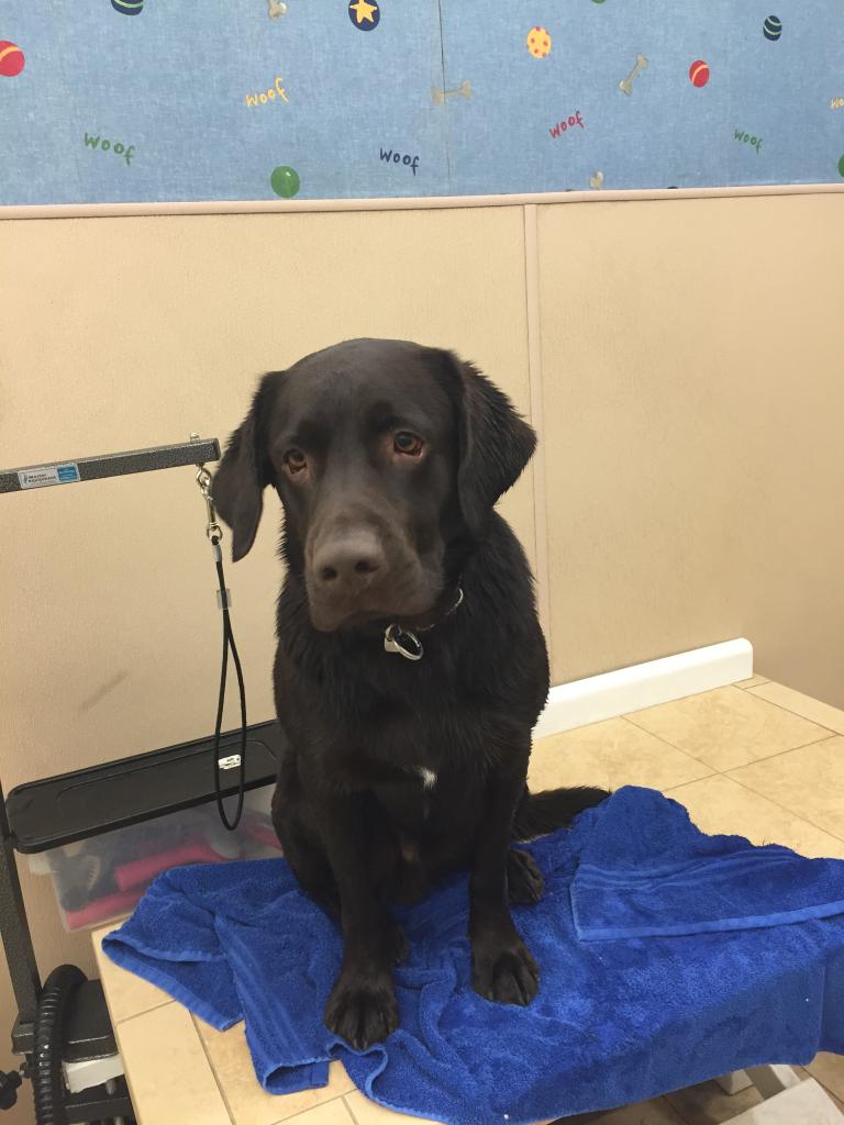 beelingw's tweet image. My #k9 bff #atworkperk #bombdog