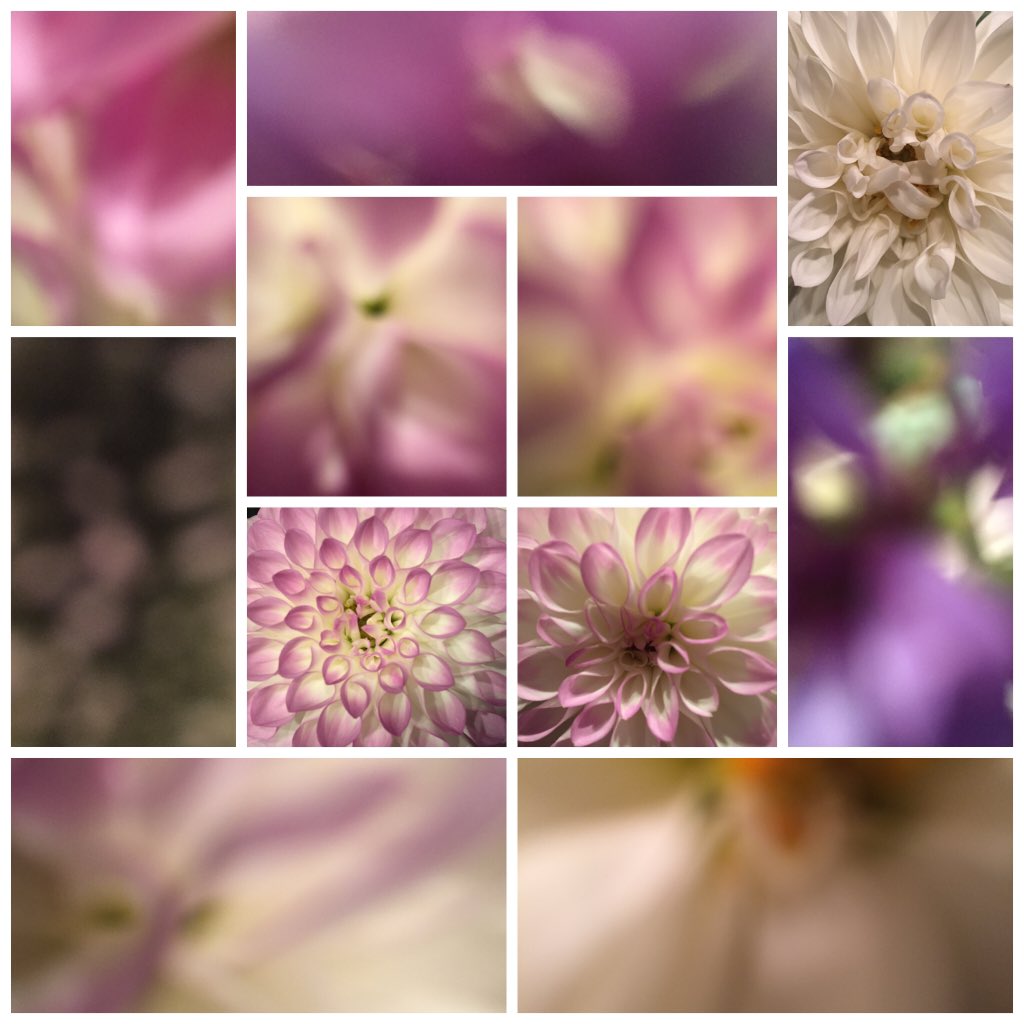 justineavera's tweet photo. Dahlias super close and blurry #howipaint #photoartist #dahlias https://t.co/To42eXsvCR