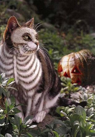 twocatsbook's tweet photo. ¿No temes el #miedo? ¡Entra en el #misterio y espera lo inesperado! https://t.co/G4GnYMsEYQ  Happy #Halloween https://t.co/thSbv0TyKS