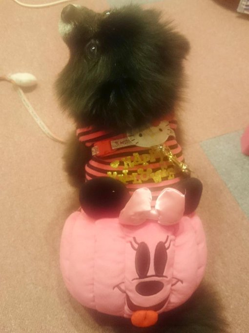 ハローウィンの洋服来てワンこの散歩行ってくる(ฅ'&omega;'ฅ)♪ https://t.co/9py4uDxrRz