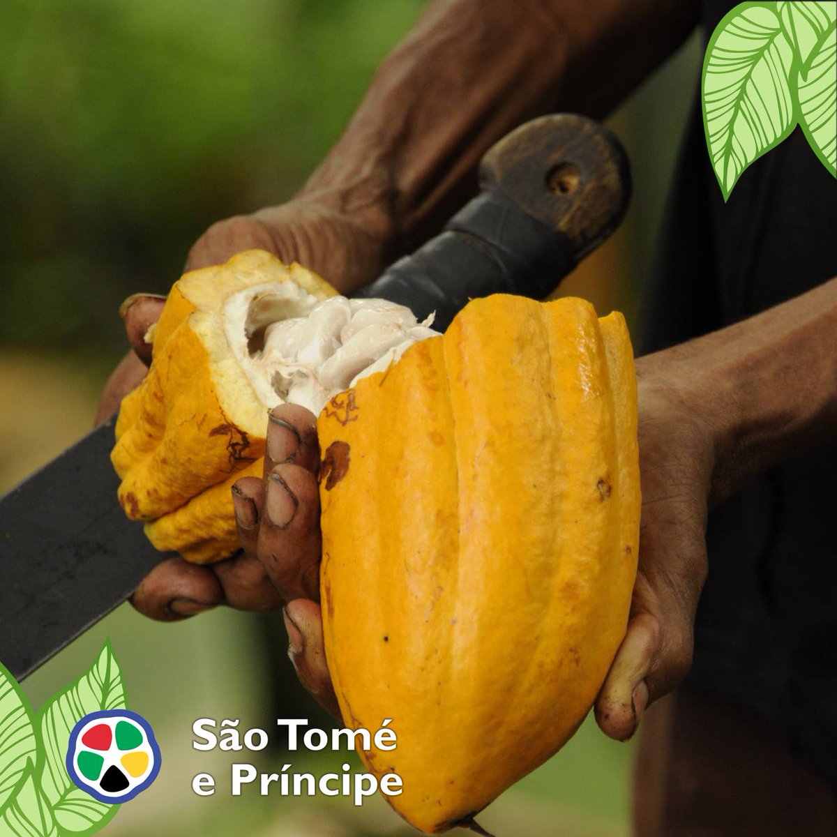 saotomeprin's tweet photo. Pic#3 Vi abbiamo mostrato che siamo il paese del #cacao, il migliore al mondo... #cocoa #food #chocolate https://t.co/dNeFMO3Iag