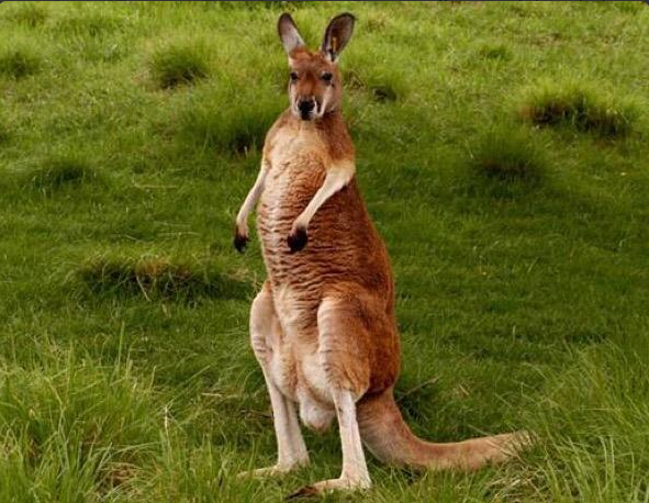 CauseWereGuys's tweet photo. If you think about it, a Kangaroo is just a T-Rex Deer https://t.co/rVW1ag6gtC