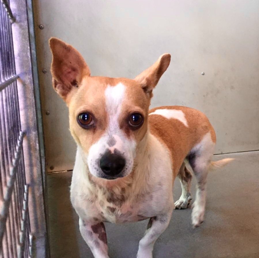 rickygervais's tweet photo. Rescue pets aren't 'bad' pets, they're just very unlucky. Visit your local rescue centre today &amp; save a life @pupaid https://t.co/LFyamDBxcg