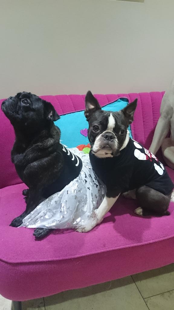 ThepugnatedOne's tweet photo. Happy halloween from @Boo_boxer Nero and I https://t.co/smdyS1S4Db