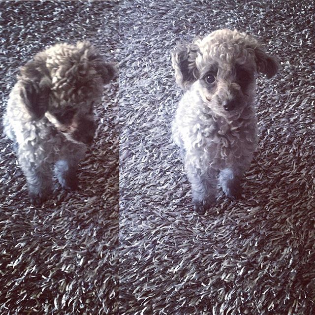 yulstagramnet's tweet photo. [INSTAGRAM] yulyulk: 🐶🐾 #DOOE #siverpoodle #2015.4.9일생 https://t.co/CQaJR12cF2 #yulstagram https://t.co/9QOUSfsM5k