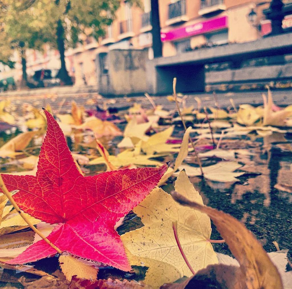 AranjuezSocial's tweet photo. Foto de goldenhelen84, #fallathome #aranjuez #magicplaces https://t.co/XFyrAnpENf