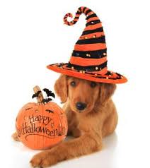 southernkidney's tweet photo. Happy Halloween! https://t.co/rAhCFZU1mB