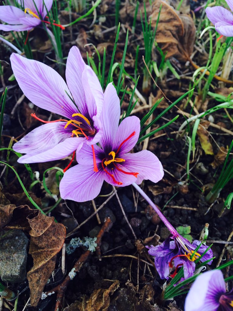 Boy van Rijn tweet media