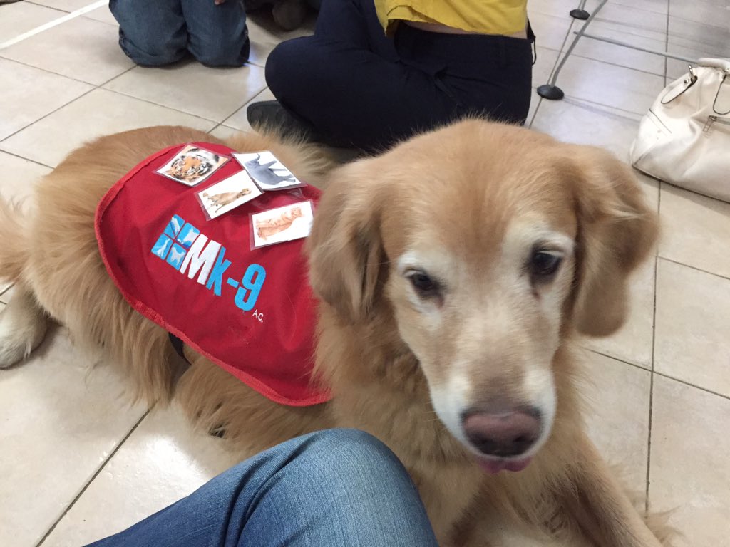 ManadaK9AC's tweet photo. Sigue nuestro equipo de TAA haciendo de las suyas!
Sigan así chicos!!! #JumboTAA 
 https://t.co/uolAwvfuJt https://t.co/tmS3tJkh8Q