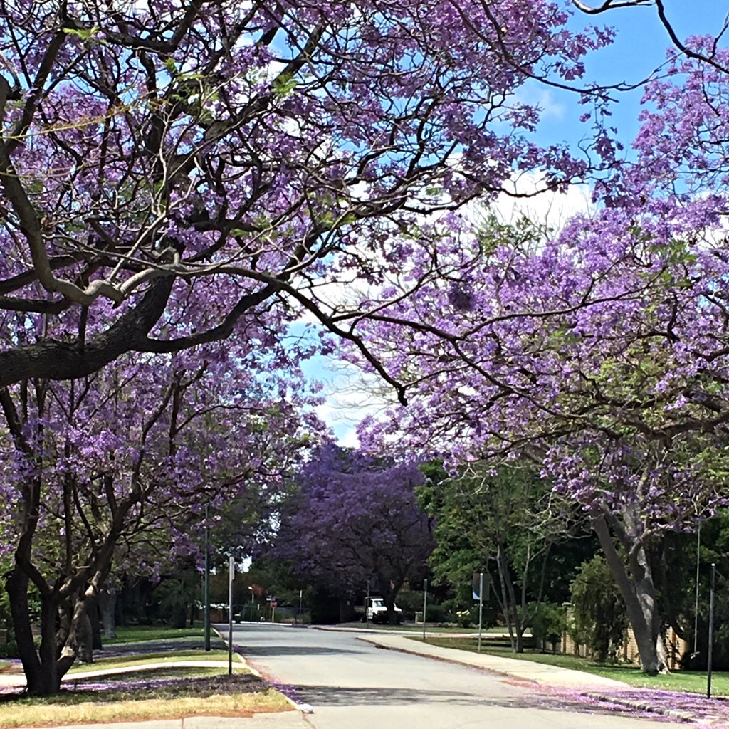 tracyweare's tweet photo. 💜💜 The Applecross Jacaranda's are looking absolutely beautiful at the moment 💜💜 #Perth #Nature https://t.co/38sWrgMixY