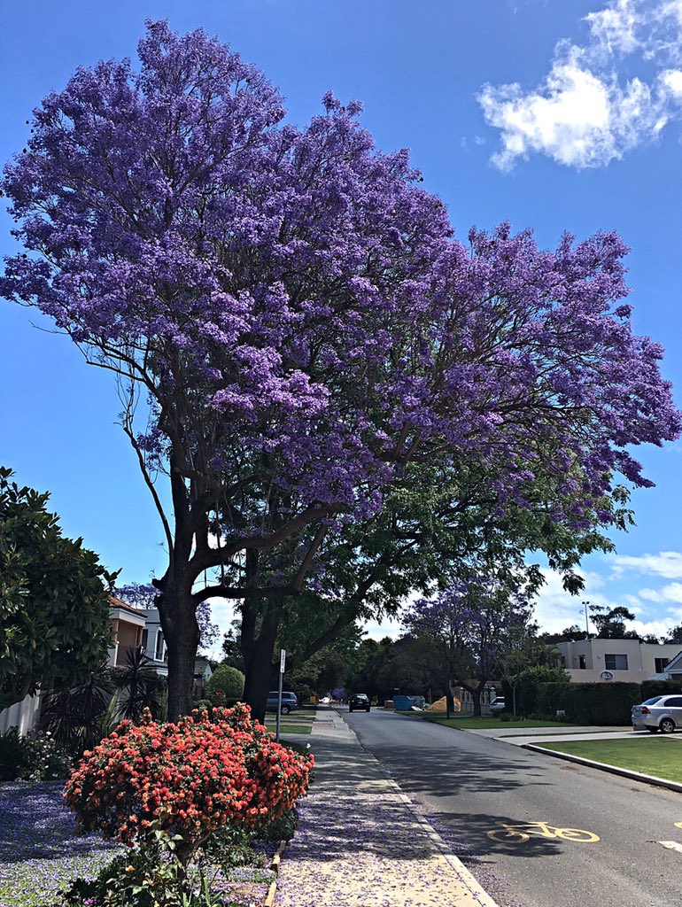 tracyweare's tweet photo. 💜💜 The Applecross Jacaranda's are looking absolutely beautiful at the moment 💜💜 #Perth #Nature https://t.co/38sWrgMixY
