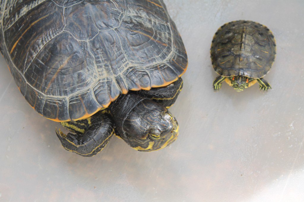 GUBBarcelona's tweet photo. Tens una tortuga! NO l’abandonis a Collserola! No és bo per l’ecosistema! https://t.co/EbQh87et9Z https://t.co/nfBdVExTa6