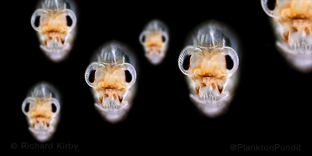 A #Halloween fright in the #Plankton. These nut crab zoea larvae have an eerie #ghost-like appearance - #spooky!