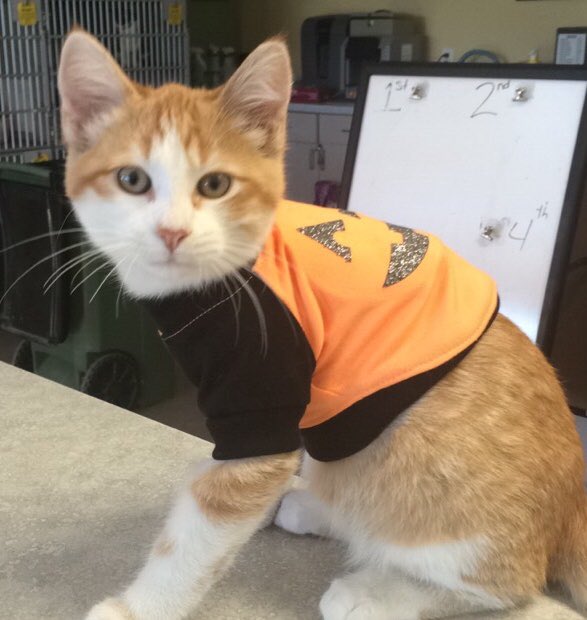 HSWeldCounty's tweet photo. #HappyHalloween from HSWC! Come by and adopt a new feline friend at a discounted rate today! #adopt https://t.co/lt2SjU7PFr