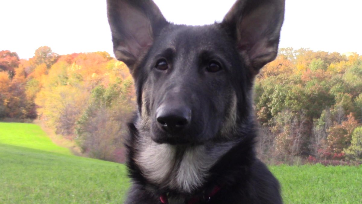 JakeDogOFFICIAL's tweet photo. Jake had grown quite a bit! #thejakedog #dog #dogs #germanshepherd #puppy https://t.co/uQeyi16gYQ