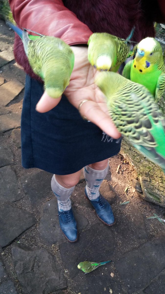 gracieopulanza's tweet photo. God's beautiful creatures #parrakeets #lifestyle #zoo #AnimalsHaveRights https://t.co/Mzh8NMuo0O