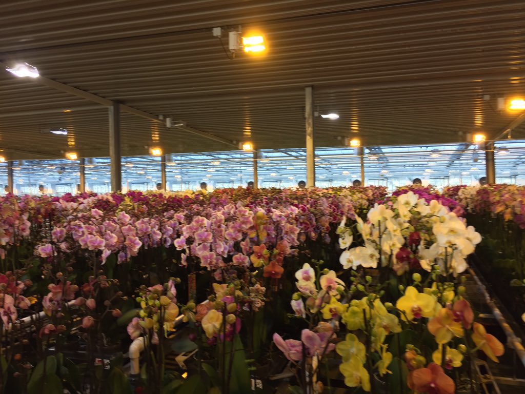 TJOostland's tweet photo. Tuinen bij Piko plant! https://t.co/G0gQJzOkJo