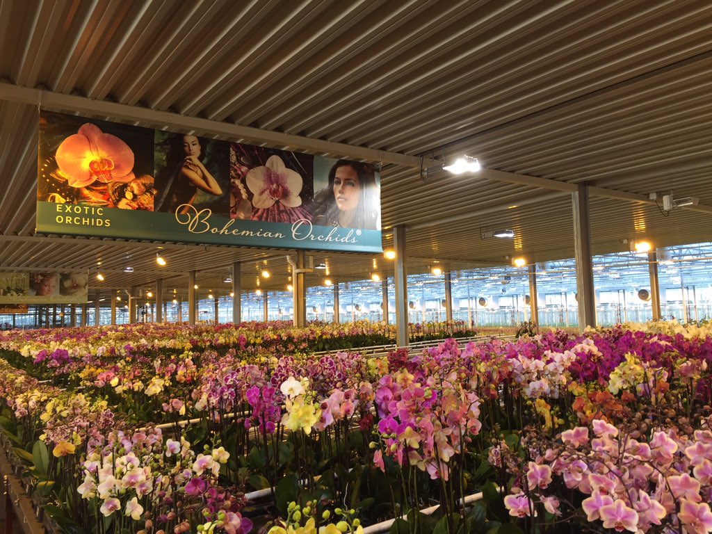 Tuinen bij Piko plant!