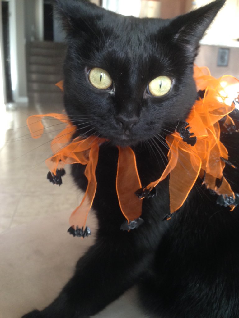 RubyTheCatt's tweet photo. Happy Halloween!!! https://t.co/O1XpbKTxu6