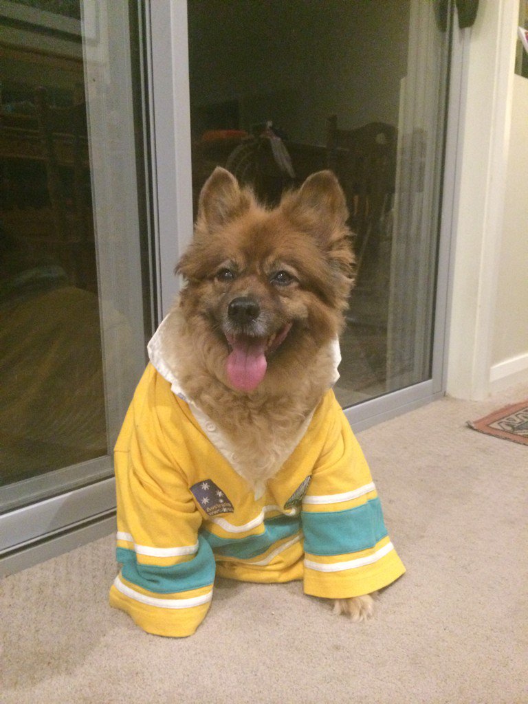 Oxleyfra's tweet photo. Time to eat kiwi !! Good luck to the Wallabies!#RWC2015final #Wallabies https://t.co/HdZdsVxxmK