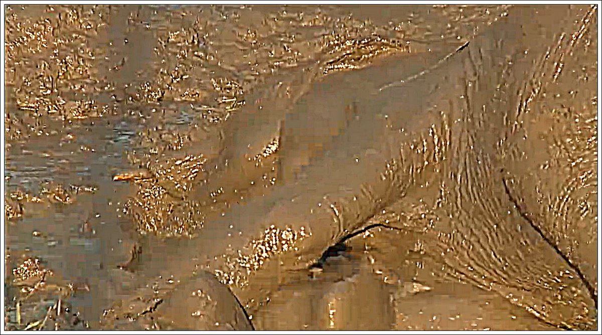 PowerFunkRadio's tweet image. Elephant in the mud @ Sunset LIVE with @jamiepaterson4 &amp;amp; Jeandre  10/31/2015 #SafariLive wildsafarilive.com