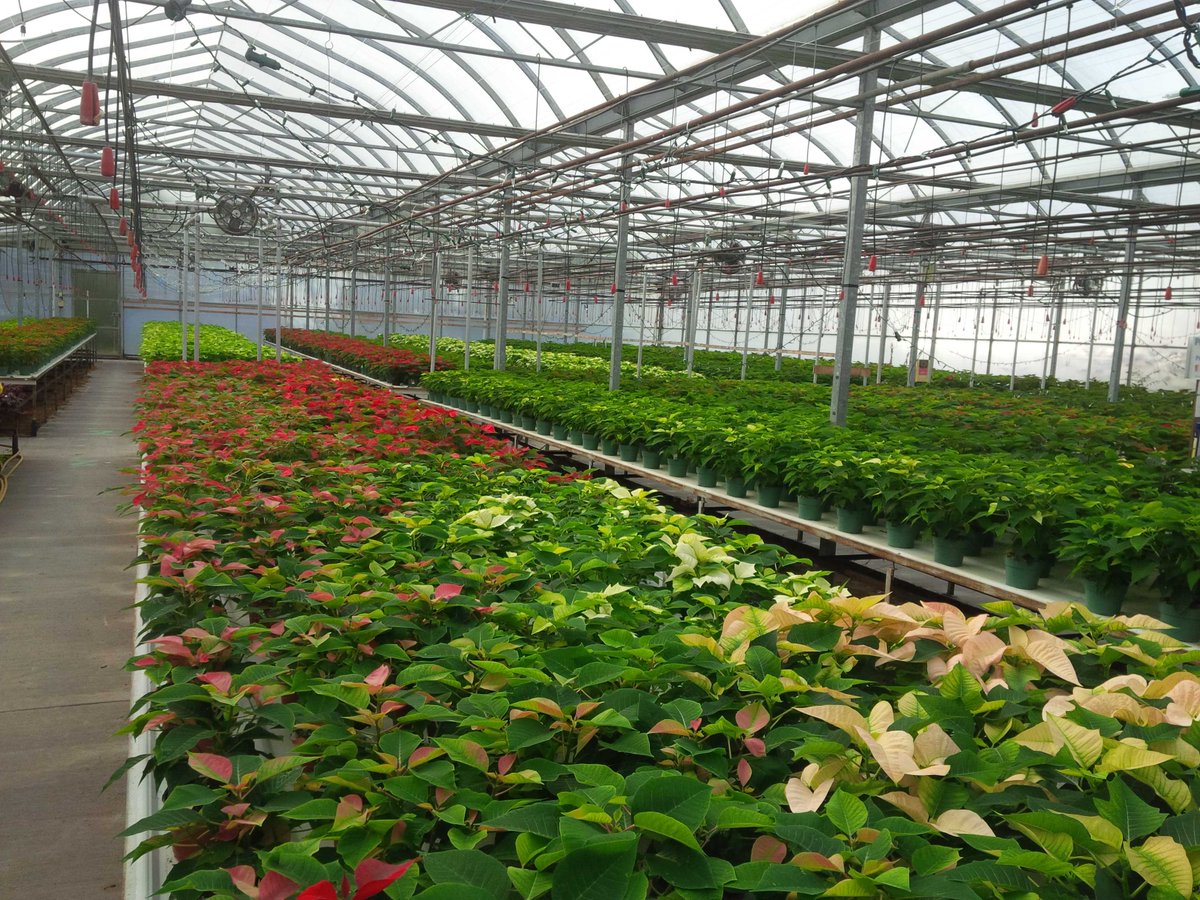 Colors are changing daily #poinsettia #festival #candlelight huronridge.ca