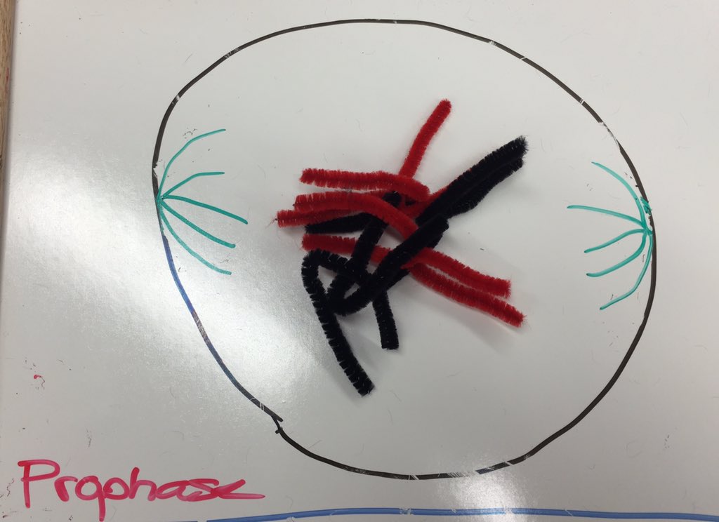 hanforestell's tweet photo. Mitosis #TrollingBio @arloclarkson @philinexh @katherine_fitzz https://t.co/ad7TehxOLB