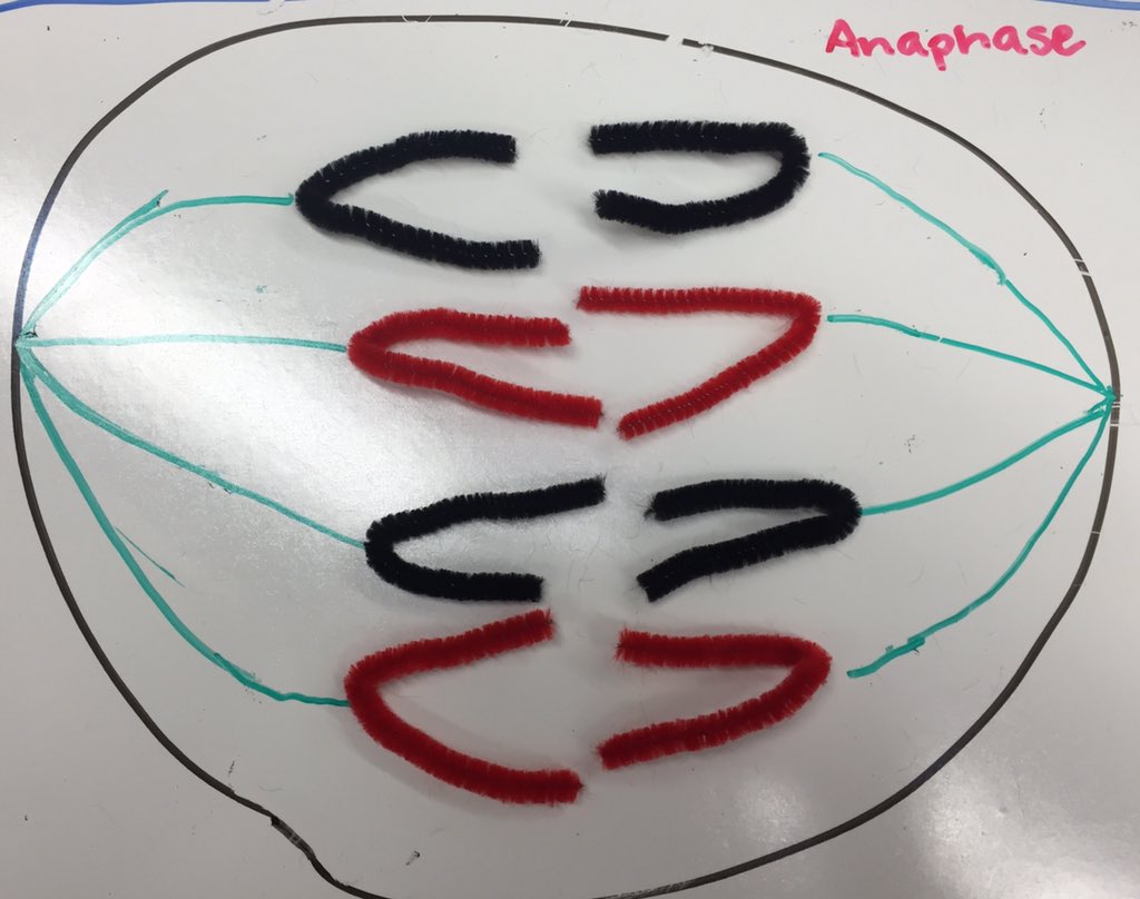 hanforestell's tweet photo. Mitosis #TrollingBio @arloclarkson @philinexh @katherine_fitzz https://t.co/ad7TehxOLB