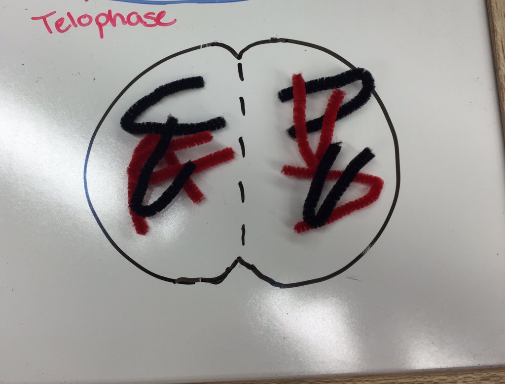 hanforestell's tweet photo. Mitosis #TrollingBio @arloclarkson @philinexh @katherine_fitzz https://t.co/ad7TehxOLB